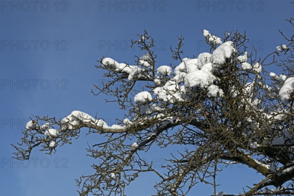 Snowy branches, winter, snow, Sieversen, Samtgemeinde Rosengarten, Lower Saxony, Germany