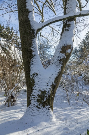 Snowy tree trunk, winter, snow, Sieversen, Samtgemeinde Rosengarten, Lower Saxony, Germany