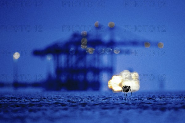 A Eurasian curlew (Numenius arquata) looking for food in the mudflats at low tide in front of the container bridges of the Jade -Weser port with blurred harbour lights at night, with bokeh effect, Eckwarderhörne, Jade Bay, Lower Saxony, Germany