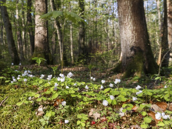 Wood sorrel (Oxalis acetosella), in deciduous forest, spring, Upper Bavaria, Germany