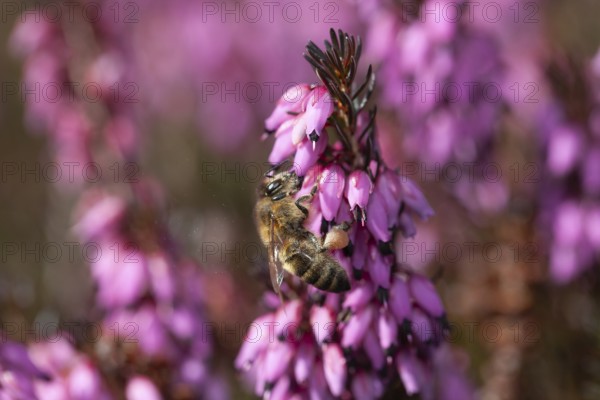Honey bee (Apis mellifera) on flowers of snow heather (Erica carnea), Upper Bavaria, Germany