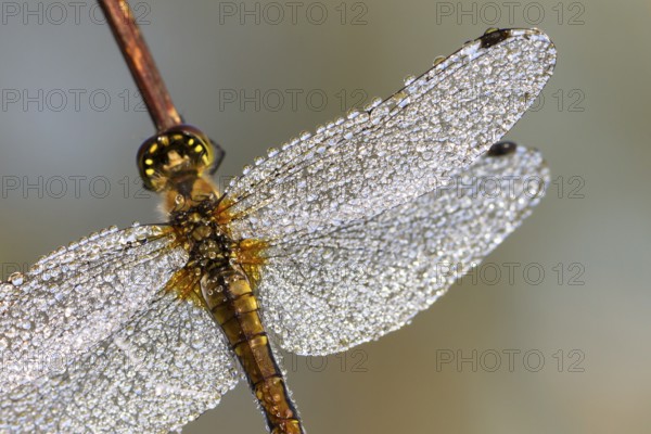 Black Darter (Sympetrum danae), female with dewdrops, Upper Bavaria, Germany