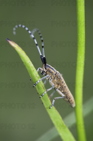 Thistle buck (Agapanthia cardui), Upper Bavaria, Germany