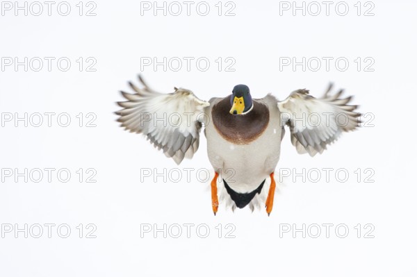 Flying mallard (anas platyrhynchos) in the snow, Vechta, Lower Saxony, Germany