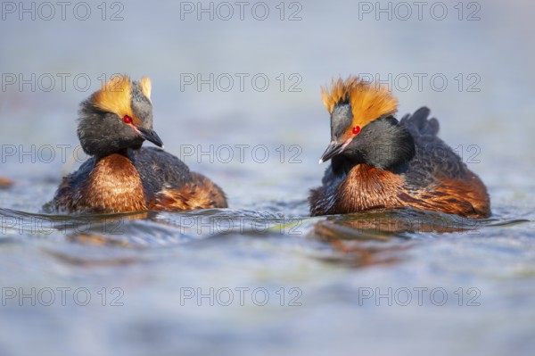 Slavonian grebe (Podiceps auritus) swimming on a lake, Västergötland, Falköping, Sweden