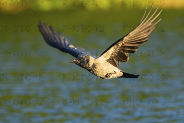 Hooded Crow (corvus corone corone) in flight, Feldberg Lakeland, Mecklenburg-Western Pomerania, Germany