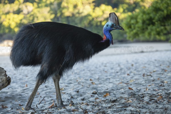 Southern cassowary (Casuarius casuarius) walking along the shore searching for food in the sand. Queensland, Australia
