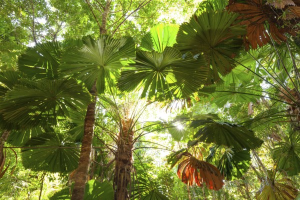 View of Queensland fanpalm (Licuala ramsayi) canopy and forest floor under tropical sunlight in Djiru National Park. Fan Palm Walk, Queensland, Australia