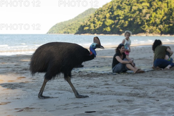 Southern cassowary (Casuarius casuarius) foraging on sand with tourists sitting in the background. Queensland, Australia