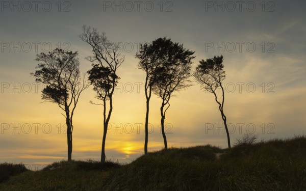 Beeches on the west beach of Fischland-Darss-Zingst at sunset, Baltic Sea, Ahrenshoop, Mecklenburg-Western Pomerania, Germany