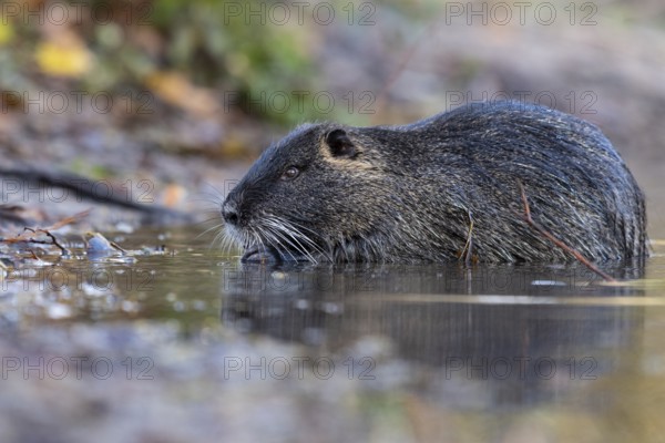 Portrait of a swimming nutria (Myocastor coypus), Osnabrück, Lower Saxony, Germany