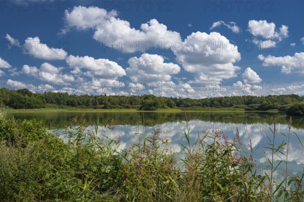 Cumulus clouds over Ahlhorn fish ponds, Ahlhorn, Lower Saxony, Germany