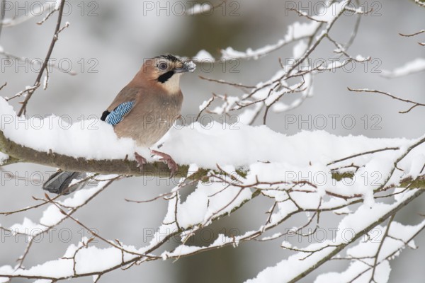 Eurasian jay (garrulus glandarius) in the snow, Neuhaus, Lower Saxony, Germany