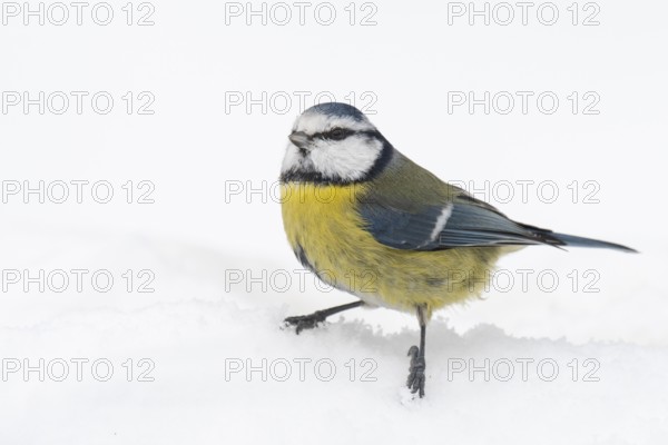 Blue tit (Cyanistes caeruleus) in the snow, Vechta, Lower Saxony, Germany