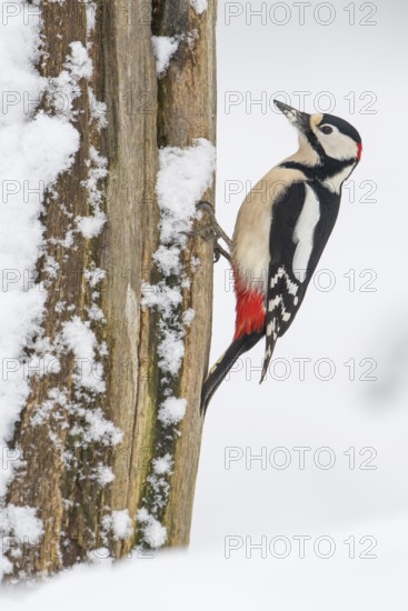 Great spotted woodpecker (dendrocopos major) at the woodpecker forge in the snow, Neuhaus im Solling, Lower Saxony, Germany