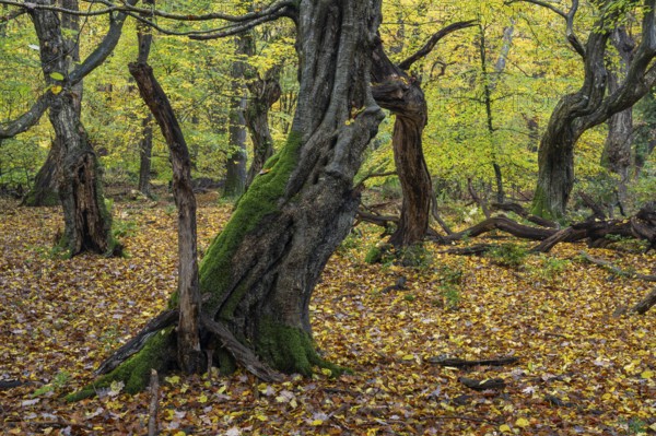 Old, gnarled trees in the Urwald Baumweg nature reserve in autumn, Hudewald, Emstek, Lower Saxony, Germany