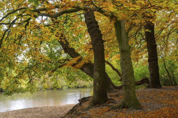 Wald an der Hunte bei Barneführer Holz in autumn, Barneführer Holz, Hatten, Lower Saxony, Germany