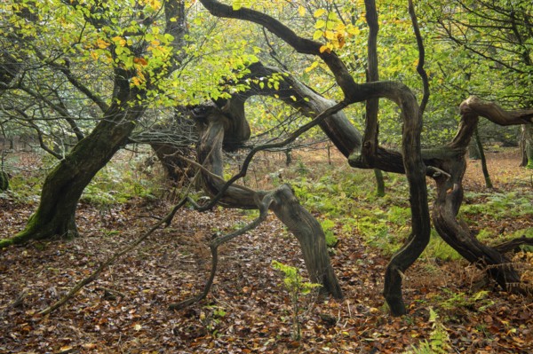 Old, gnarled trees in the Urwald Baumweg nature reserve in autumn, Emstek, Lower Saxony, Germany