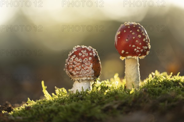 Fly agaric (Amanita muscaria), Ahlhorn, Lower Saxony, Germany