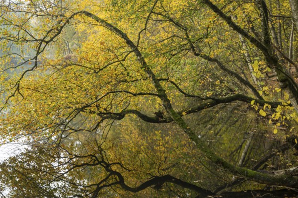 Autumn impression of Ahlhorn fish ponds, Ahlhorn, Lower Saxony, Germany