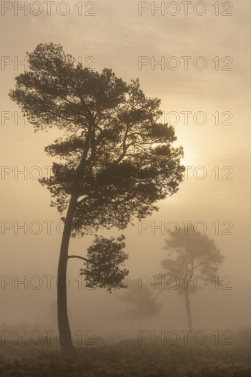 Pine (Pinaceae) in the moor with fog, nature reserve, Vernner Moor, Neuenkirchen-Vörden, Lower Saxony, Germany