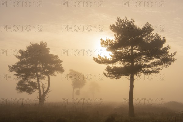Pine (Pinaceae) in the moor with fog, nature reserve, Vernner Moor, Neuenkirchen-Vörden, Lower Saxony, Germany