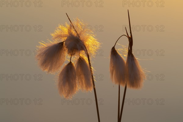 Common cottongrass (Eriophorum angustifolium) in a bog, Goldenstedt, Lower Saxony, Germany