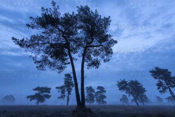 Pine (Pinaceae) in the moor with fog, nature reserve, Vernner Moor, Neuenkirchen-Vörden, Lower Saxony, Germany
