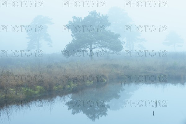 Pine (Pinaceae) in the moor with fog, cNature reserve, Vernner Moor, Neuenkirchen-Vörden, Lower Saxony, Germany