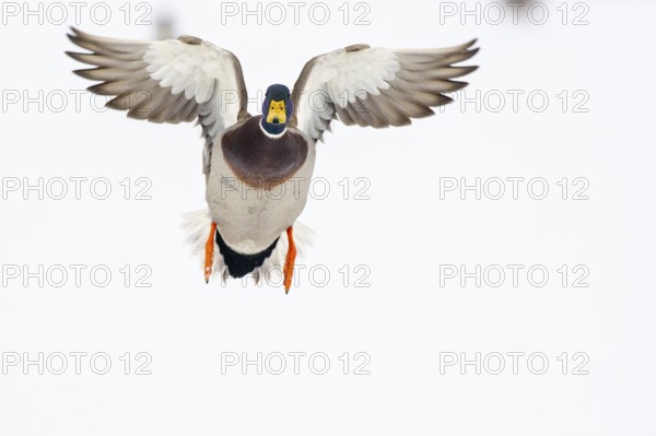 Flying mallard (anas platyrhynchos) in winter, Vechta, Lower Saxony, Germany