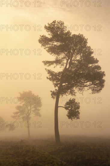 Pine (Pinaceae) in the moor with fog, nature reserve, Vernner Moor, Neuenkirchen-Vörden, Lower Saxony, Germany
