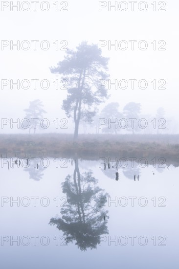 Pine (Pinaceae) in the moor with fog, cNature reserve, Vernner Moor, Neuenkirchen-Vörden, Lower Saxony, Germany