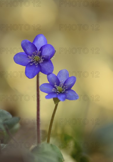 Blooming liverwort (Anemone hepatica), early bloomer, Steinhagen, Lower Saxony, Germany