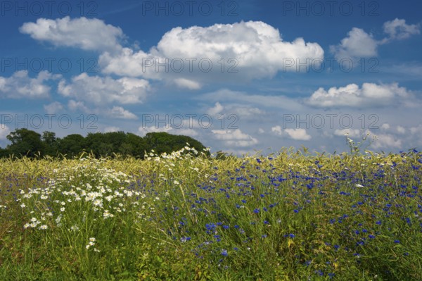 Cornflowers (Centaurea cyanus) in a cereal field, Oldenburger Münsterland, Goldenstedt, Lower Saxony, Germany