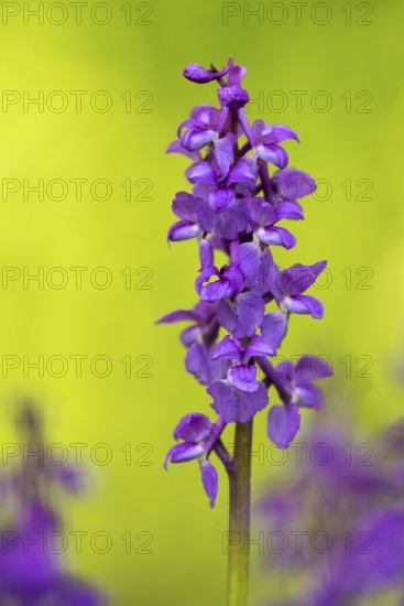 Early purple orchid (Orchis mascula), Osnabrück, Lower Saxony, Germany