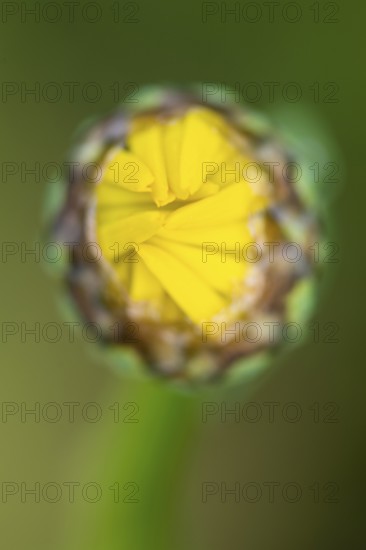 Glebionis segetum, flower, bee pasture, Sevelten, Cloppenburg, Lower Saxony, Germany