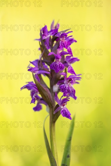 Early purple orchid (Orchis mascula), Aschen, Lower Saxony, Germany