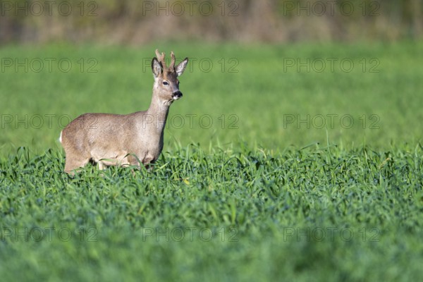 Roebuck (Capreolus capreolus) in winter coat, Vechta, Lower Saxony, Germany