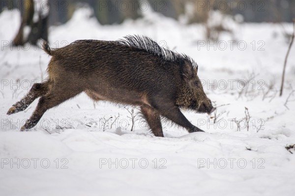 Wild boar (Sus scrofa) in the snow, Melle, Lower Saxony, Germany