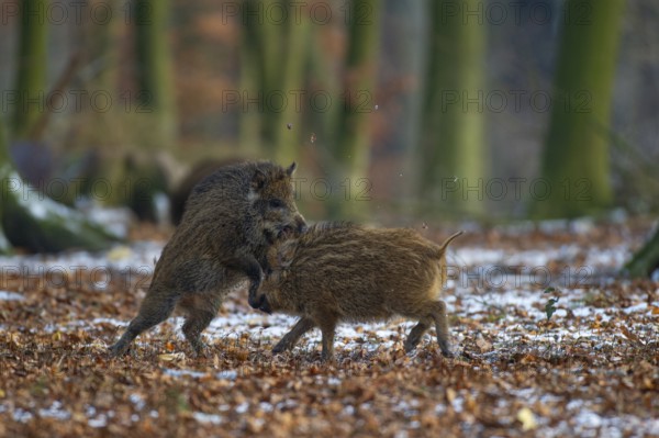 Wild boar (Sus scrofa) in the winer in the snow, young boar, Teutoburg Forest, Melle, Lower Saxony, Germany