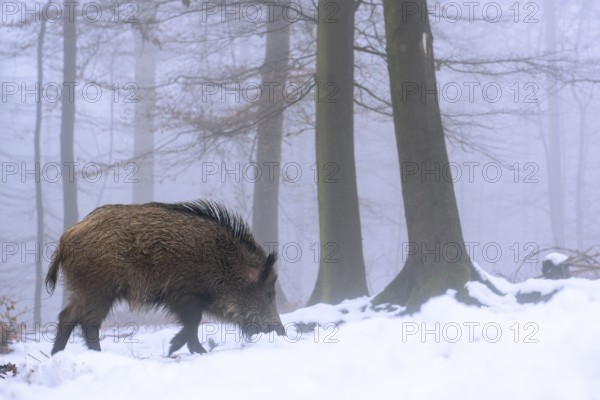 Wild boar (Sus scrofa) in the snow in a wintery forest, Teutoburg Forest, Melle, Lower Saxony, Germany