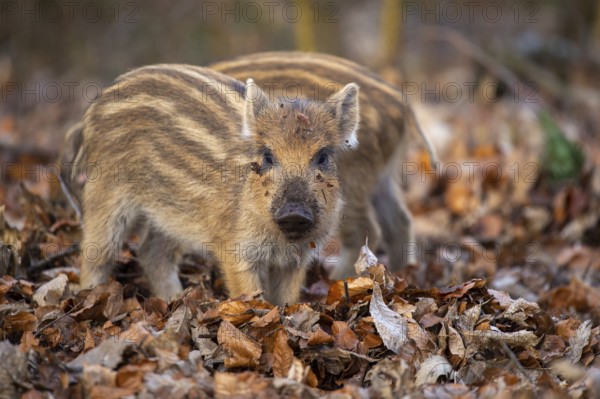 Wild boar (Sus scrofa) in the snow, fresh boar, Melle, Lower Saxony, Germany