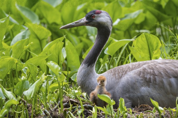 Crane (gurs grus) in nest with chicks, Feldberger Seenlandschaft, Mecklenburg-Vorpommern, Germany