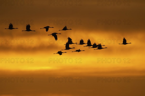 Cranes (grus grus) flying over the Baltic Sea at sunrise, Zingst, Mecklenburg-Vorpommern, Germany