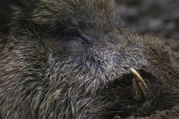 Wild boar (Sus scrofa) in the snow, wild boar, Melle, Lower Saxony, Germany