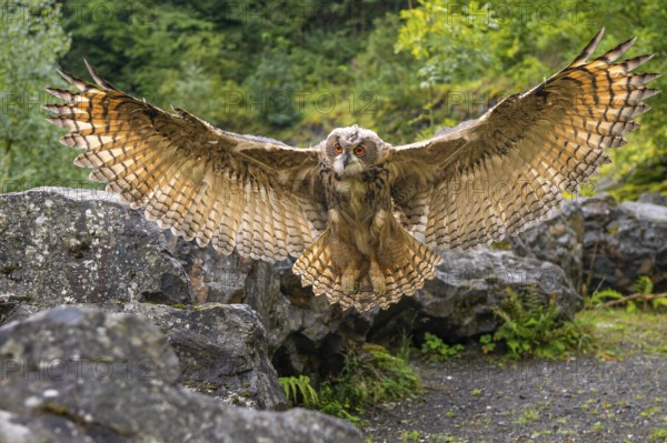 Eurasian Eagle-owl (bubo bubo) flying, Gerolstein, Rhineland-Palatinate, Germany