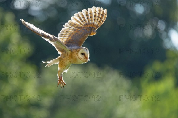 Flying barn owl (Tyto alba), Gerolstein, Rhineland-Palatinate, Germany