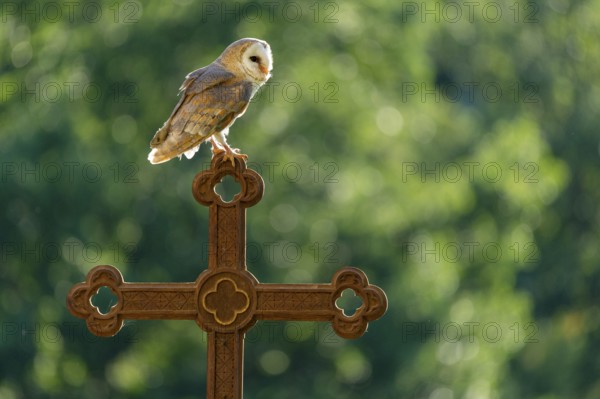 Barn owl (Tyto alba) sitting on a cross, Gerolstein, Rhineland-Palatinate, Germany