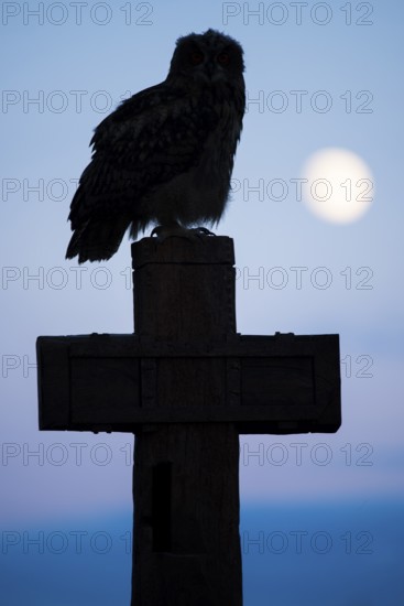 Eurasian Eagle-owl (bubo bubo) sitting on a cross under a full moon, Gerolstein, Rhineland-Palatinate, Germany