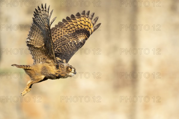 Juvenile barn owl (Tyto alba), Gerolstein, Rhineland-Palatinate, Germany
